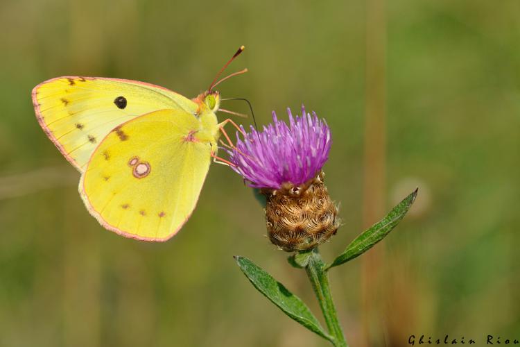 Colias alfacariensis mâle, 23 juin 2022, Cieurac 46 © Ghislain Riou