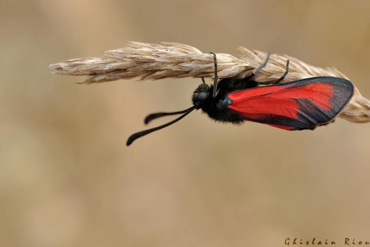 Zygaena erythrus, 21 juin 2022, Veyreau 12 © Ghislain Riou