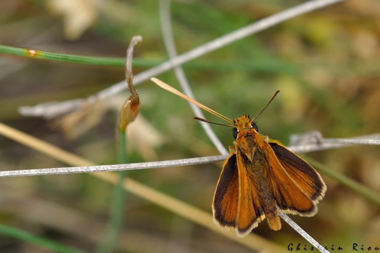 Thymelicus acteon, 21 juin 2022, Creissels 12 © Ghislain Riou