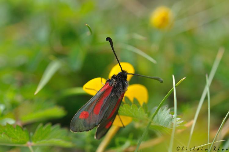 Zygaena contaminei, 18 juin 2022, Estaing 65 © Ghislain Riou