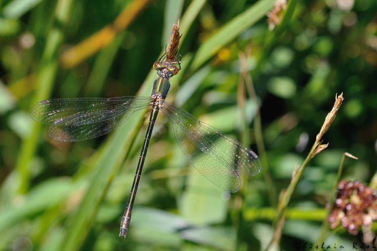 Lestes dryas femelle, 29 juin 2022, Gavarnie-Gèdre 65 © Ghislain Riou