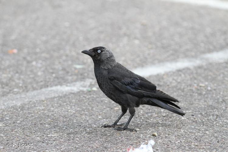 <i>Corvus monedula</i> Linnaeus, 1758 © F. Jiguet