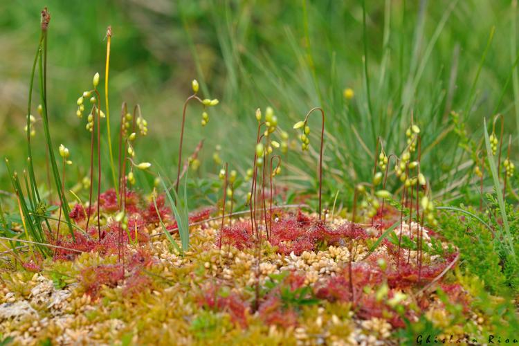 Drosera rotundifolia, 12 juillet 2022, Bordères-Louron 65 © Ghislain Riou