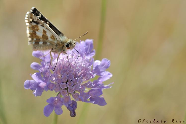 Pyrgus bellieri mâle, 8 juillet 2022, Cornus 12 © Ghislain Riou