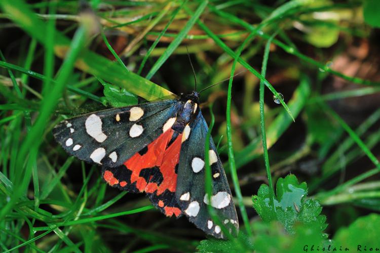 Callimorpha dominula, 3 juillet 2022, Nistos 65 © Ghislain Riou