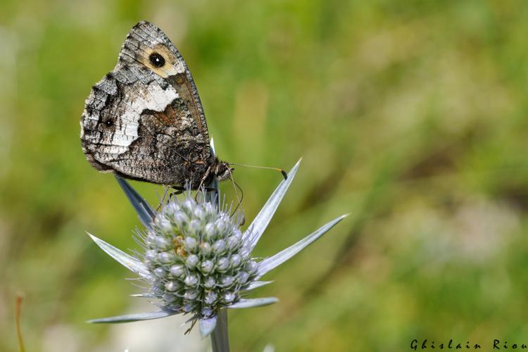 Hipparchia alcyone, 23 juillet 2022, Gavarnie-Gèdre 65 © Ghislain Riou