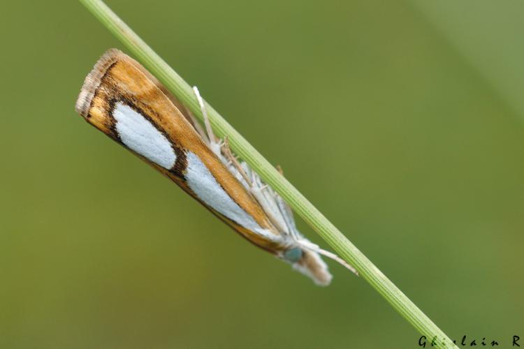Catoptria pinella, 23 juillet 2022, Gavarnie-Gèdre 65 © Ghislain Riou