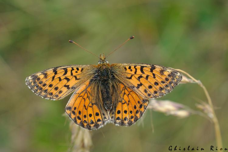 Boloria pales, 22 juillet 2022, Gavarnie-Gèdre 65 © Ghislain Riou