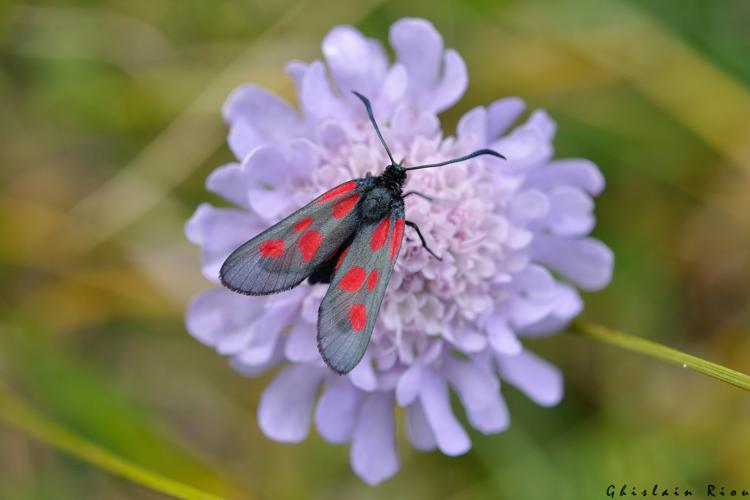 Zygaena viciae nobilis, 22 juillet 2022, Gavarnie-Gèdre 65 © Ghislain Riou