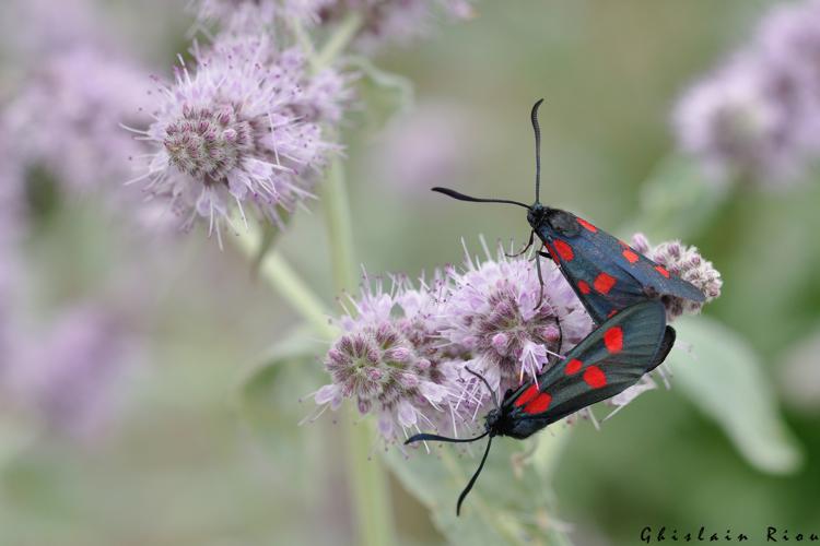 Zygaena lonicerae accouplement, 22 juillet 2022, Gavarnie-Gèdre 65 © Ghislain Riou