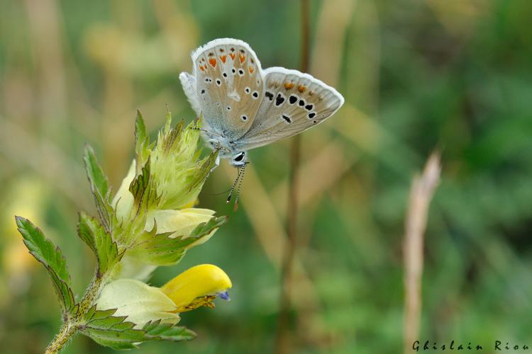 Polyommatus dorylas mâle, 23 juillet 2022, Gavarnie-Gèdre 65 © Ghislain Riou