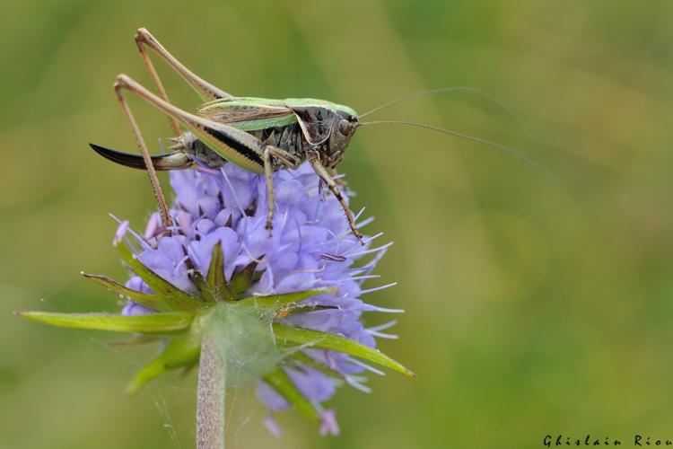 Metrioptera brachyptera fem, 22 juillet 2022, Gavarnie-Gèdre 65 © Ghislain Riou