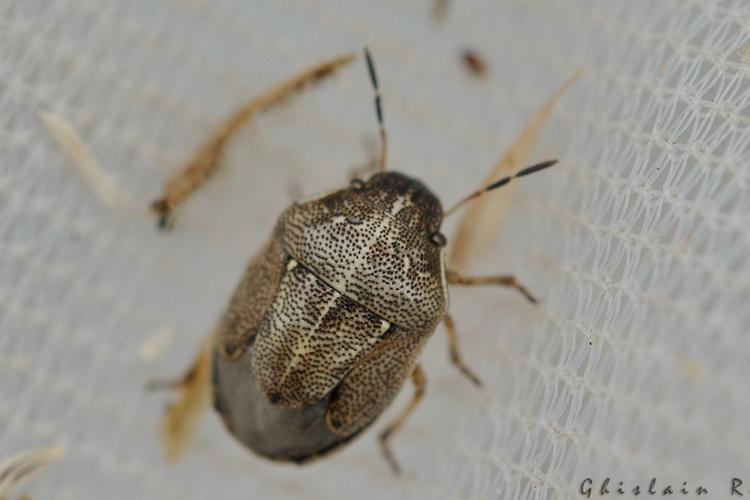 Neottiglossa pusilla, 22 juillet 2022, Gavarnie-Gèdre 65 © Ghislain Riou