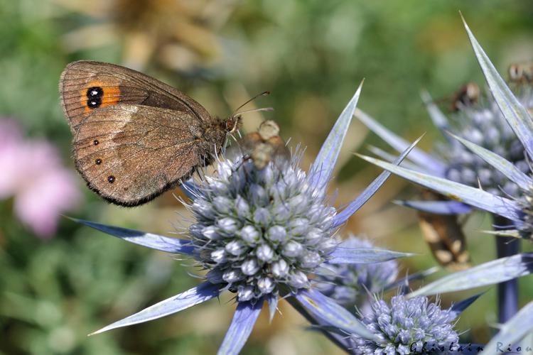 Erebia meolans, 23 juillet 2022, Gavarnie-Gèdre 65 © Ghislain Riou