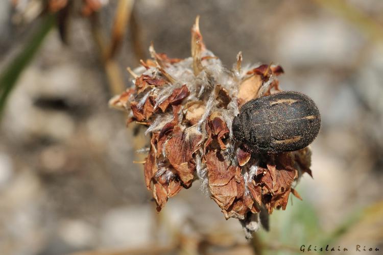 Odontoscelis fuliginosa, 23 juillet 2022, Gavarnie-Gèdre 65 © Ghislain Riou