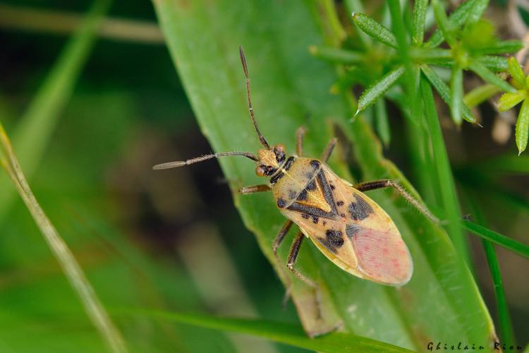 Corizus hyoscyami venant de muer, 17 août 2022, Gèdre-Gavarnie 65. © Ghislain Riou