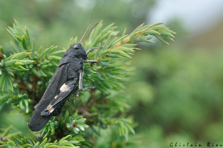 Psophus stridulus mâle, 10 août 2022, Bordères-Louron 65 © Ghislain Riou