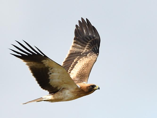 Aigle botté, jeune forme claire, sept 2022, Portet-sur-Garonne 31 © Jean-Marc L'Hermite