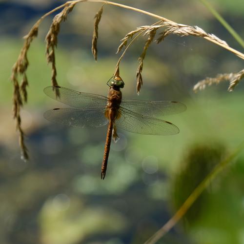 Aeschne isocèle (Aeshna isoceles) © Jean-Paul Tonnelier