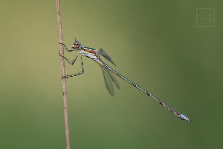 Lestes virens ♂ (Montgaillard, Htes-Pyrénées, 15/07/2022) © Gilles Pottier