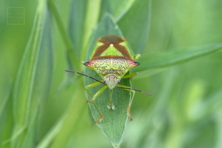 Acanthosoma haemorrhoidale (Montgaillard, Htes-Pyrénées, 30/04/2022) © Gilles Pottier