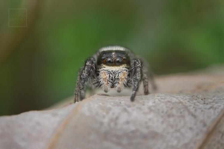 Pellenes nigrociliatus (Esparros, Htes-Pyrénées, 01/06/2022) © Gilles Pottier