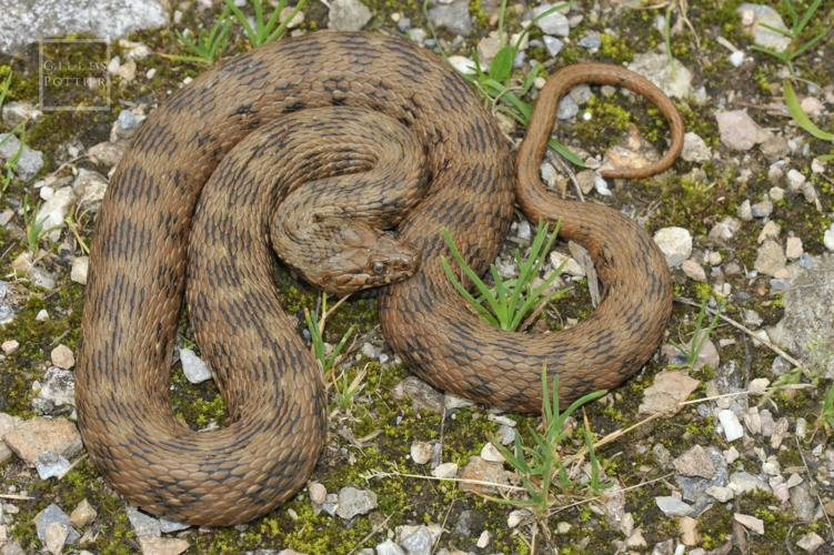 Natrix maura, femelle âgée (Aulus-les-Bains, Ariège) © Gilles Pottier