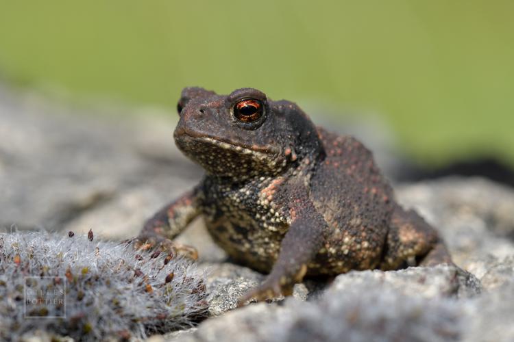 Bufo spinosus, jeune individu, causse de Limogne (Calvignac, Lot) © Gilles Pottier