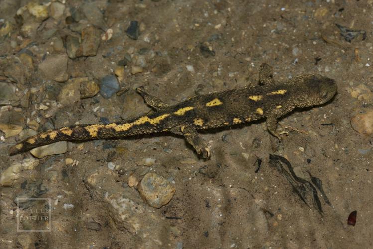 Calotriton asper, adulte de l'ex- sous-espèce "castelmouliensis" (= "du bois de Castelmouly", massif du Monné), aujourd'hui invalidée (Bagnères-de-Bigorre, Hautes-Pyrénées) © Gilles Pottier