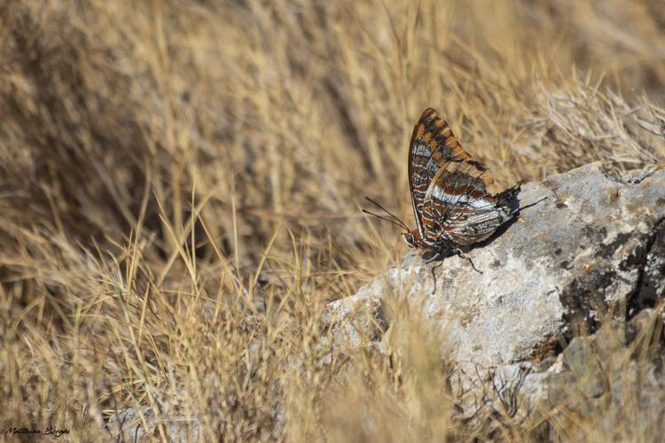 Charaxes jasius, Castelnou 66, Aout 2022 © Matthieu Bergès