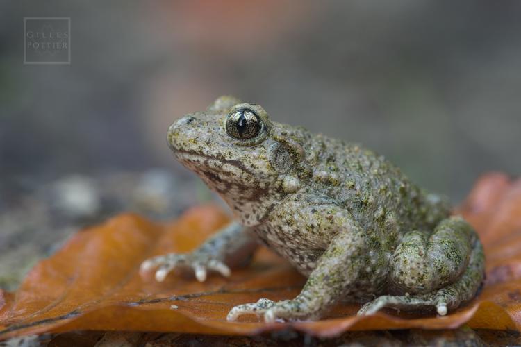 Alytes obstetricans, femelle (Bagnères de Bigorre, Hautes-Pyrénées) © Gilles Pottier