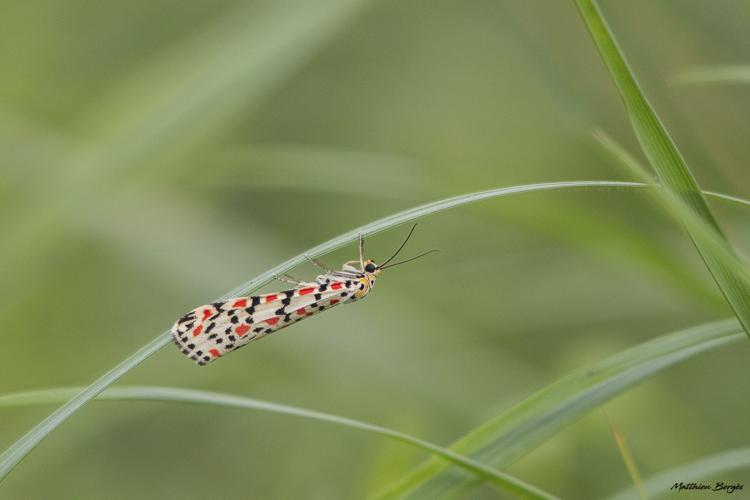 Utetheisa pulchella, Bouloc (31), octobre 2022 © Matthieu Bergès