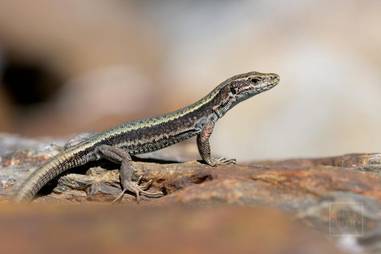 Iberolacerta bonnali, mâle aux aguets (Génos, Hautes-Pyrénées) © Gilles Pottier