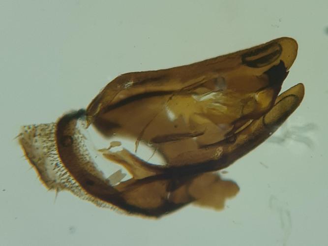 génitalia mâle Heterogynis penella, 3 juin 2022, Veyreau © Ghislain Riou