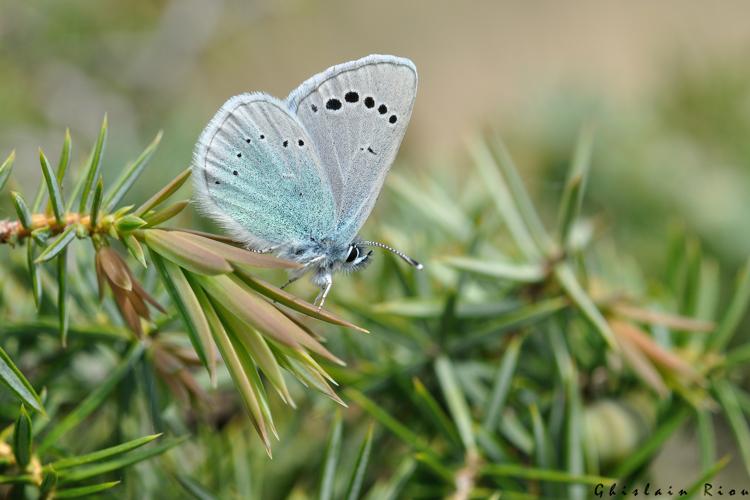 Glaucopsyche alexis, Payra-sur-L'Hers 11, 24 avril 2014 © Ghislain Riou