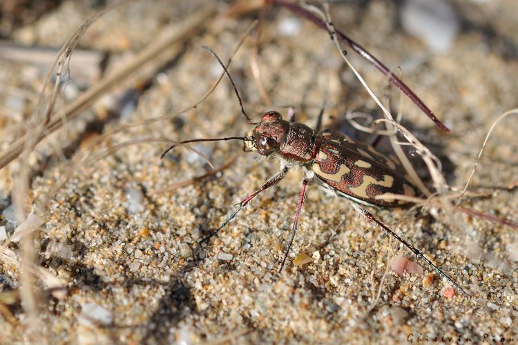 Lophyra flexuosa, 24 mars 2019, Gruissan 11 © Ghislain Riou