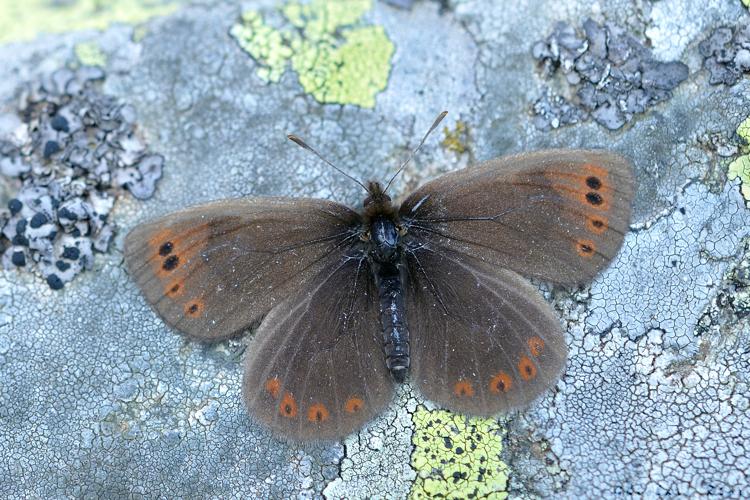 Erebia sthenyo, 13 juillet 2018,  Bagnères-de-Luchon 31 © Ghislain Riou