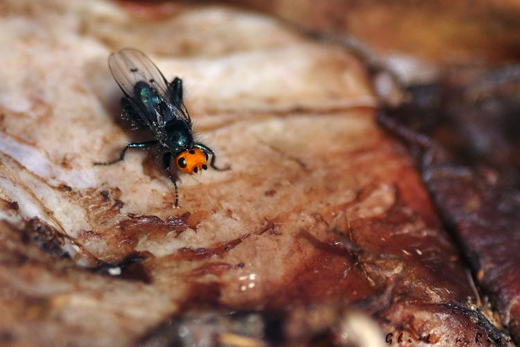 Thyreophora cynophila sur cerf élaphe, Melles 31, 12 mars 2023 © Ghislain Riou