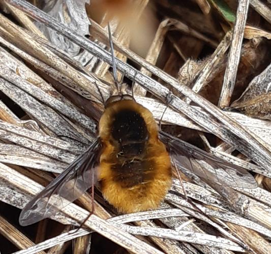 Bombylius major, Rebigue 31, 19 mars 2023 © Ghislain Riou