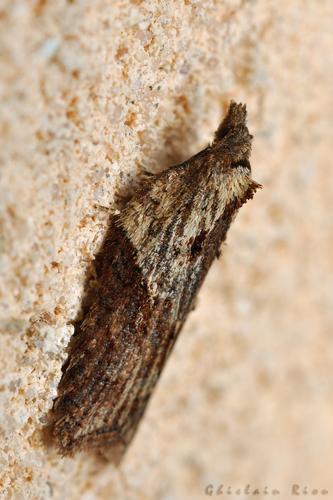 Acleris hastiana, Rebigue 31, 19 janvier 2022 © Ghislain Riou