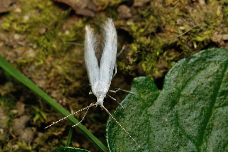 Coleophora ibipennella, Rebigue 31, 14 juin 2021 © Ghislain Riou