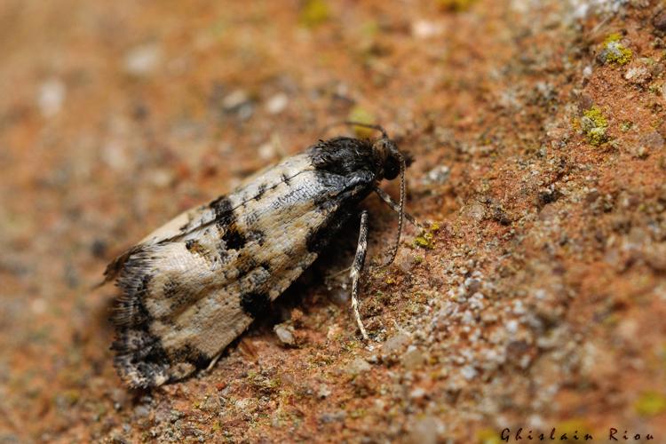 Cochylis atricapitana, Rebigue 31, 9 mai 2022 © Ghislain Riou