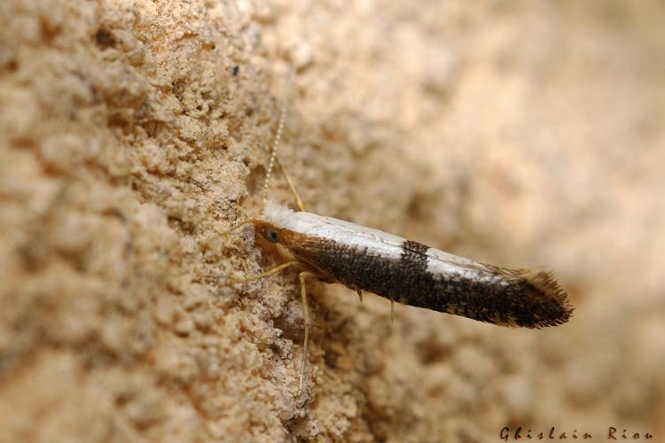 Argyresthia pruniella, Rebigue 31, 9 mai 2022 © Ghislain Riou