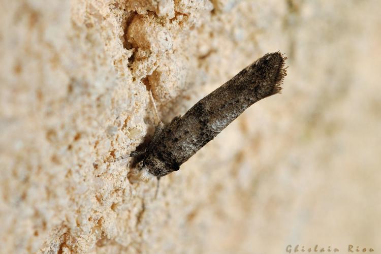 Paraswammerdamia albicapitella, Rebigue 31, 6 septembre 2021 © Ghislain Riou