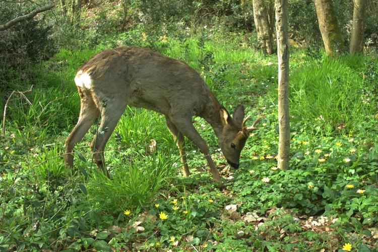 Brocard, Rebigue 31, 29 mars 2023 © Nature en Occitanie (G. RIOU)