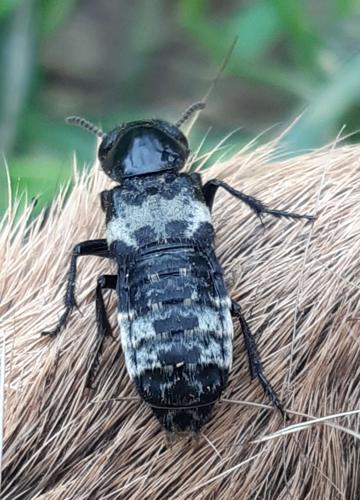 Creophilus maxillosus, Rebigue 31, 1er avril 2023 © Ghislain Riou