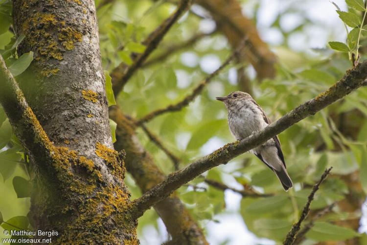 Gobemouche gris - Muscicapa striata (Launaguet - 31) © Matthieu Bergès