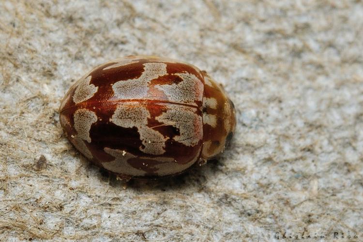 Myrrha octodecimguttata, 8 avril 2023, Leucate 11 © Ghislain Riou