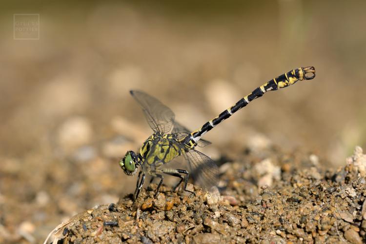 Onychogomphus forcipatus ♂ (Montgaillard, Hautes-Pyrénées) © Gilles Pottier