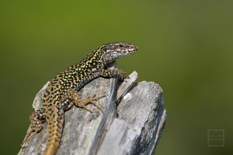 Podarcis muralis, ♂ présentant quelques nuances verdâtres (Montgaillard, Hautes-Pyrénées) © Gilles Pottier